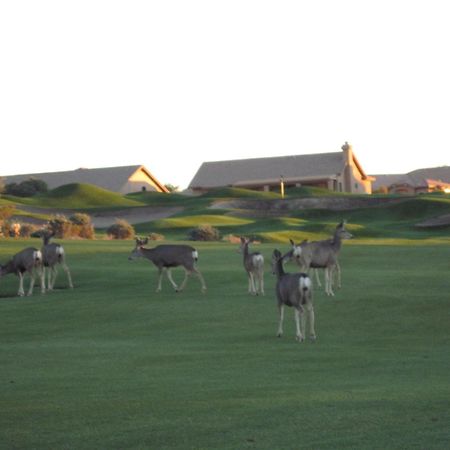 Gold Canyon Golf Resort Bilik gambar
