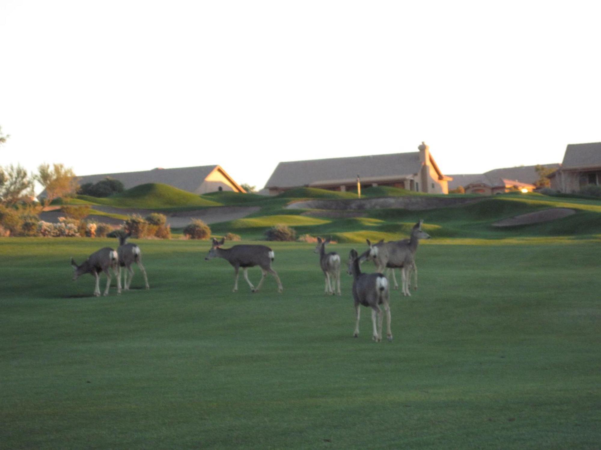 Gold Canyon Golf Resort Bilik gambar